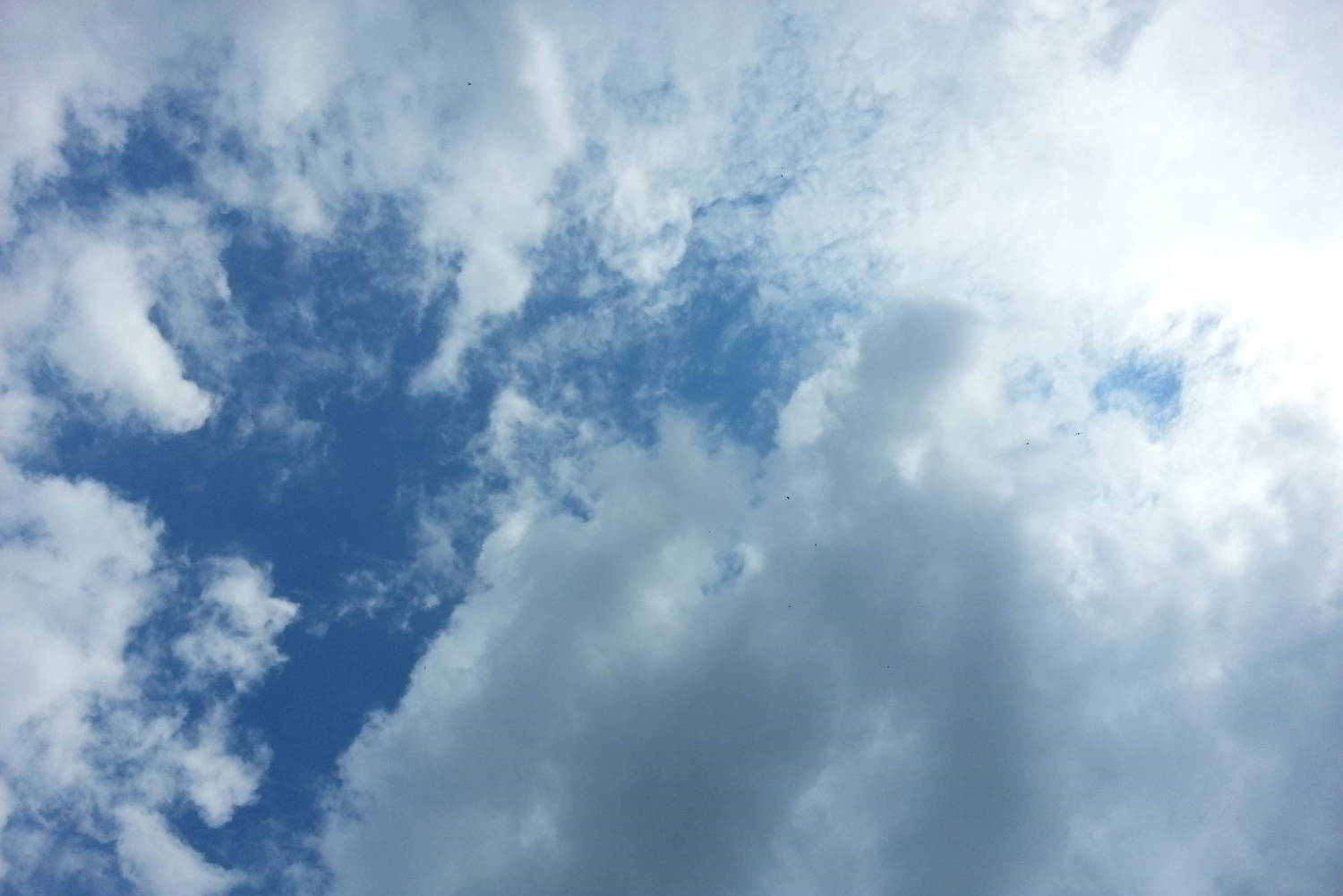 Slideshow content - Trinity Bellwoods